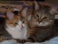 Tiger and Mittens